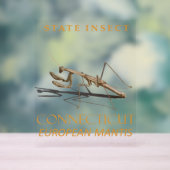 Connecticut Territory Insect Mantis religiosa Acryl Bord (Neutraal)