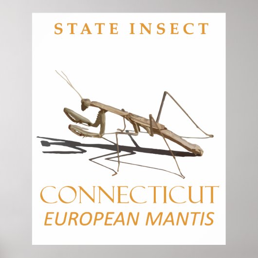 Connecticut Territory Insect Mantis religiosa Poster (Voorkant)