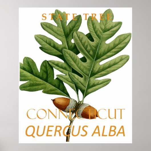 Connecticut Territory Tree The White Oak Poster (Voorkant)