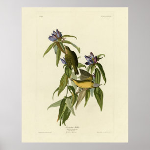 Connecticut Warbler - Amerikaanse vogels van Audub Poster