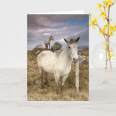 Connemara Ponies Kaart (Gele Bloem)