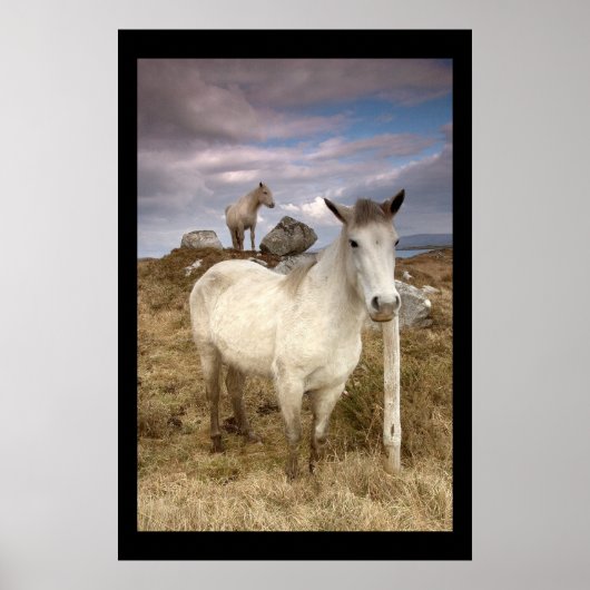 Connemara Ponies. Poster door cARTerART (Voorkant)