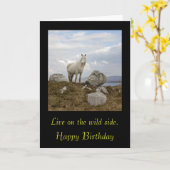 Connemara Pony, Leef aan de wilde kant. ,Gelukkig. Kaart (Gele Bloem)