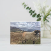 Connemara Sheep, Ierland Briefkaart (Staand voorkant)