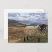Connemara Sheep, Ierland Briefkaart (Voorkant / Achterkant)