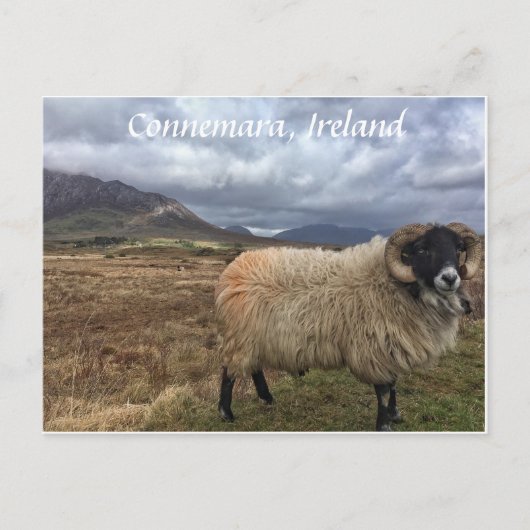 Connemara Sheep, Ierland Briefkaart (Voorkant)