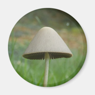 Conocmay rickenii Mushroom Magnet