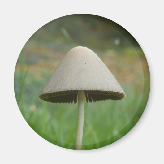 Conocmay rickenii Mushroom Magnet (Voorkant)