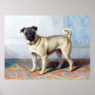 Conradijn Cunaeus Portrait of Edwin Vom Rath's Pug Poster