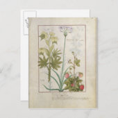 Consiligo, Burreed en aardbei Briefkaart (Voorkant / Achterkant)