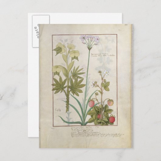 Consiligo, Burreed en aardbei Briefkaart (Voorkant / Achterkant)