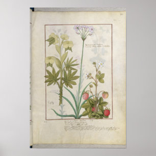 Consiligo, Burreed en aardbei Poster