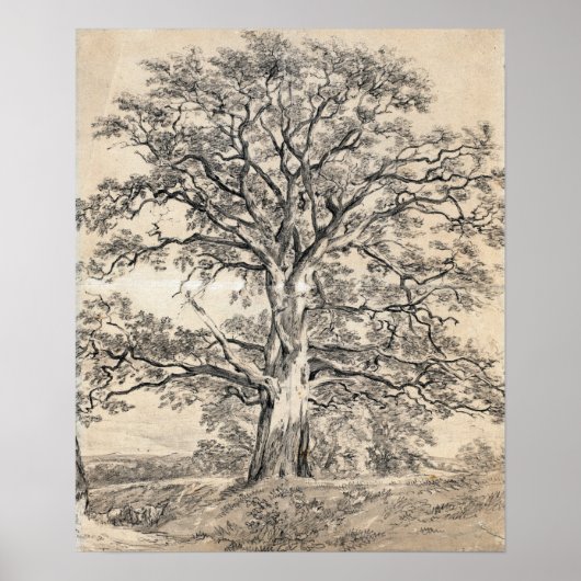 Constable - Een grote eikenboom 1801 Poster (Voorkant)