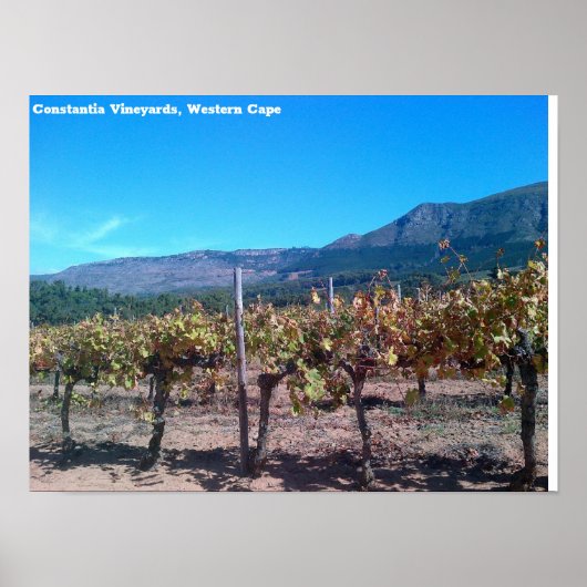 Constantia Vineyards, Westerne cape Poster (Voorkant)