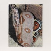Constrictor Red Tail Boa Legpuzzel (Verticaal)