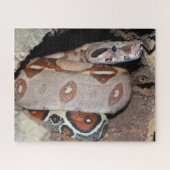 Constrictor Red Tail Boa Legpuzzel (Horizontaal)