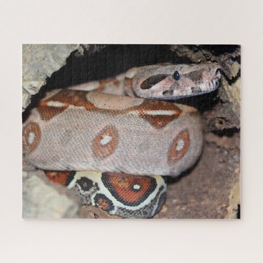 Constrictor Red Tail Boa Legpuzzel (Horizontaal)
