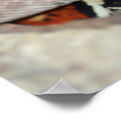 Constrictor Red Tail Boa Poster (Hoek)