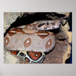 Constrictor Red Tail Boa Poster