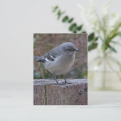 Contemplatief Mocking Bird Briefkaart (Staand voorkant)