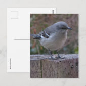 Contemplatief Mocking Bird Briefkaart (Voorkant / Achterkant)