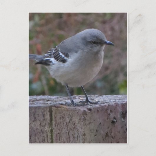 Contemplatief Mocking Bird Briefkaart (Voorkant)