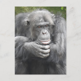 contemplatieve chimpansee feestdagenkaart