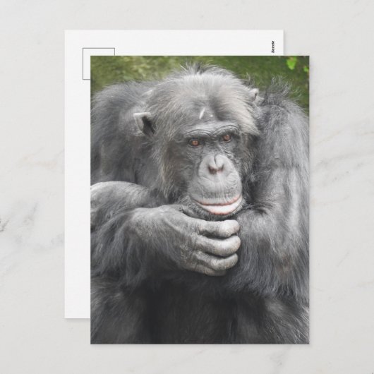 contemplatieve chimpansee feestdagenkaart (Voorkant / Achterkant)