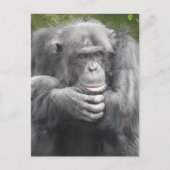 contemplatieve chimpansee feestdagenkaart (Voorkant)