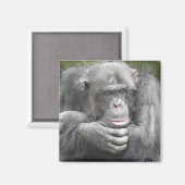 contemplatieve chimpansee magneet (Voorkant / Achterkant)