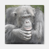 contemplatieve chimpansee magneet (Voorkant)
