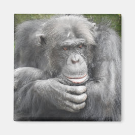 contemplatieve chimpansee magneet
