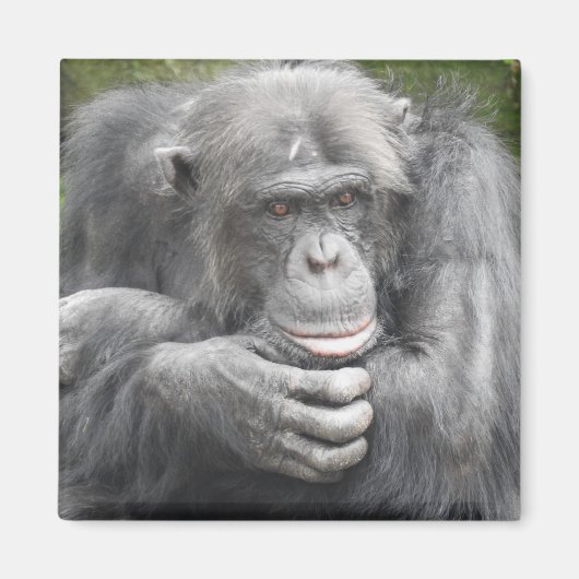 contemplatieve chimpansee magneet (Voorkant)