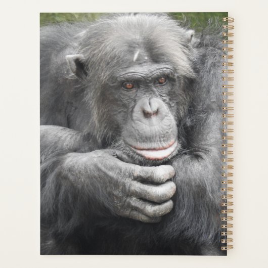 contemplatieve chimpansee planner (Achterkant)