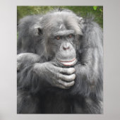 contemplatieve chimpansee poster (Voorkant)