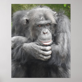 contemplatieve chimpansee poster