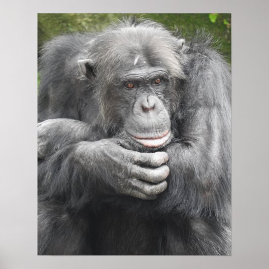 contemplatieve chimpansee poster (Voorkant)