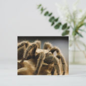 Contemplatieve spin - Tarantula Art Afbeelding 8 Briefkaart (Staand voorkant)