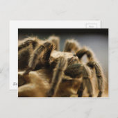 Contemplatieve spin - Tarantula Art Afbeelding 8 Briefkaart (Voorkant / Achterkant)