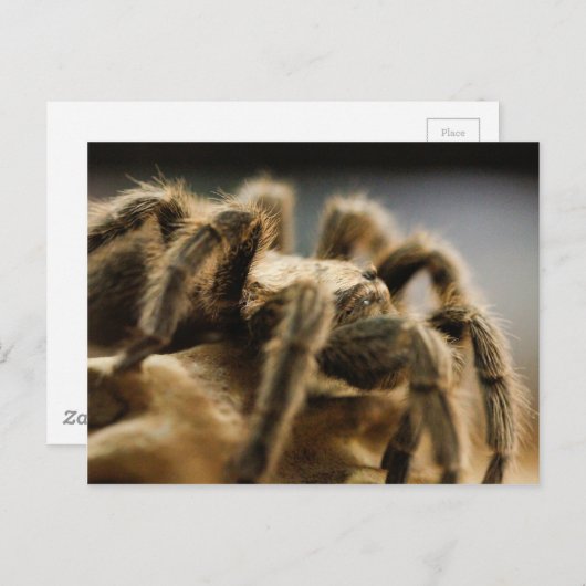 Contemplatieve spin - Tarantula Art Afbeelding 8 Briefkaart (Voorkant / Achterkant)