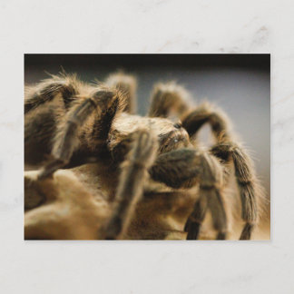 Contemplatieve spin - Tarantula Art Afbeelding 8 Briefkaart