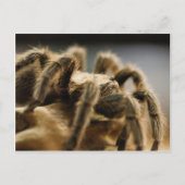 Contemplatieve spin - Tarantula Art Afbeelding 8 Briefkaart (Voorkant)
