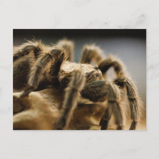 Contemplatieve spin - Tarantula Art Afbeelding 8 Briefkaart (Voorkant)