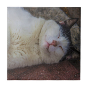 Content Cat die op haar rug slapen Tegeltje