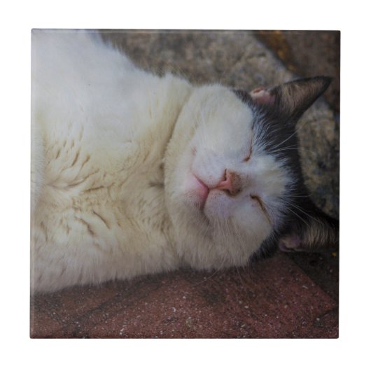 Content Cat die op haar rug slapen Tegeltje (Voorkant)