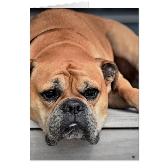 Continental Bulldog  (Voorkant)