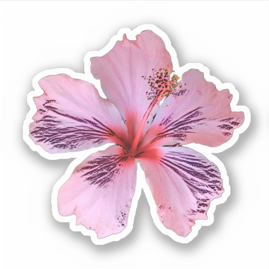 Contour Sticker Hibiscus (Voorkant)