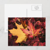 Contrast herfst briefkaart (Voorkant / Achterkant)