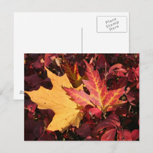 Contrast herfst briefkaart (Voorkant / Achterkant)