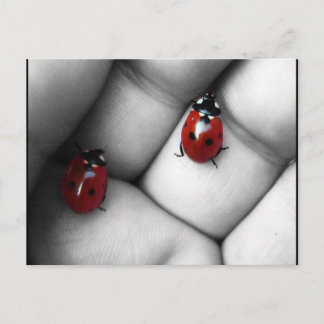 contrast lieveheersbeestje briefkaart